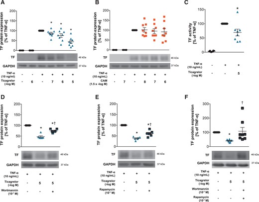 Effects of ticagrelor and CAM on TF expression and activity in HAECs. TF protein expression in ticagrelor-pretreated HAECs (n = 8) (A), or CAM-pretreated HAECs (n = 8) (B) 1 h before stimulation with TNF-α for 5 h. (C) TF activity in ticagrelor-pretreated HAECs 1 h before TNF-α stimulation for 5 h (n = 8). TF protein expression in HAECs pretreated with the PI3 kinase inhibitor wortmannin (n = 6) (D), the p70s6 kinase inhibitor rapamycin (n = 6) (E) or both (n = 8) (F) 1 h prior to ticagrelor treatment for 1 h and subsequent TNF-α stimulation for 5 h. *P <0.05 vs. TNF-α treatment; †P <0.05 vs. TNF-α + ticagrelor treatment. CAM, clopidogrel active metabolite; GAPDH, glyceraldehyde 3-phosphate dehydrogenase; HAECs, human aortic endothelial cells; TF, tissue factor; TNF-α, tumour necrosis factor-alpha.