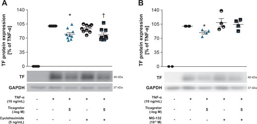 Ticagrelor reduces TF by proteasomal degradation in HAECs. (A) TF expression in HAECs stimulated with TNF-α for 3 h followed by simultaneous treatment with the protein translation inhibitor cycloheximide and ticagrelor for additional 2 h (n = 9). (B) TF protein expression in HAECs stimulated with TNF-α-for 3 h and treated with the proteasome inhibitor MG-132 and ticagrelor simultaneously for additional 2 h (n = 4). *P <0.05 vs. TNF-α treatment. †P <0.05 vs. TNF-α + cycloheximide treatment. GAPDH, glyceraldehyde 3-phosphate dehydrogenase; TF, tissue factor; TNF-α, tumour necrosis factor-alpha.