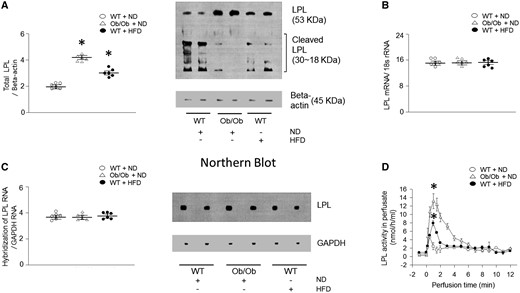 Cardiac LPL protein is increased but mRNA is unchanged in obese mice. WT and Ob/Ob mice were generated from Ob/+ heterozygous intercrosses. (A) Total LPL was determined using Western blotting (n = 6). (B–C) Total RNA was isolated from hearts, LPL mRNA was measured using real-time PCR or northern blot with an internal 32P-labeled probe (n = 6). (D) Ob/Ob, HFD- or ND-fed WT mouse hearts were isolated and perfused with heparin (5 units/mL) to release LPL from the coronary lumen. The collected LPL activity was assayed using a fluorescence-LPL substrate emulsion (n = 6). Results were analyzed using two-way-ANOVA (graphs show means ± SE of 6 mice in each experiment). ∗Significantly different from ND-treated WT hearts, P < 0.05. ANOVA, analysis of variance; HFD, high-fat diet; LPL, lipoprotein lipase; mRNA, messenger ribonucleic acid; ND, normal-chow diet; Ob/Ob, Lep°b/°b; PCR, polymerase chain reaction; RNA, ribonucleic acid; SE, standard error; WT, wild type.
