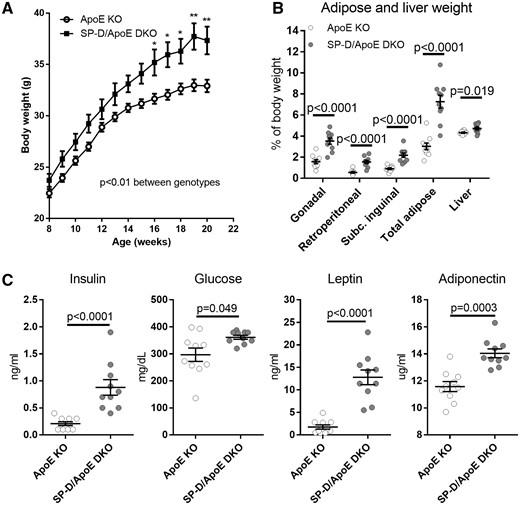 SP-D deficiency in ApoE KO mice increases body weight, adipose tissue weight, insulin, and leptin levels. (A) Body weight (n = 18 for each group, two way ANOVA with Bonferroni's multiple comparison test; *P < 0.05, **P < 0.01 vs. ApoE KO mice), (B) gonadal, retroperitoneal, subcutaneous inguinal, total adipose tissue, and liver weight (% body weight), and (C) insulin, leptin, glucose, and adiponectin levels in fasting plasma. n = 10 for each group, unless otherwise noted. Data represent mean ± SEM. P values; Mann–Whitney U test.