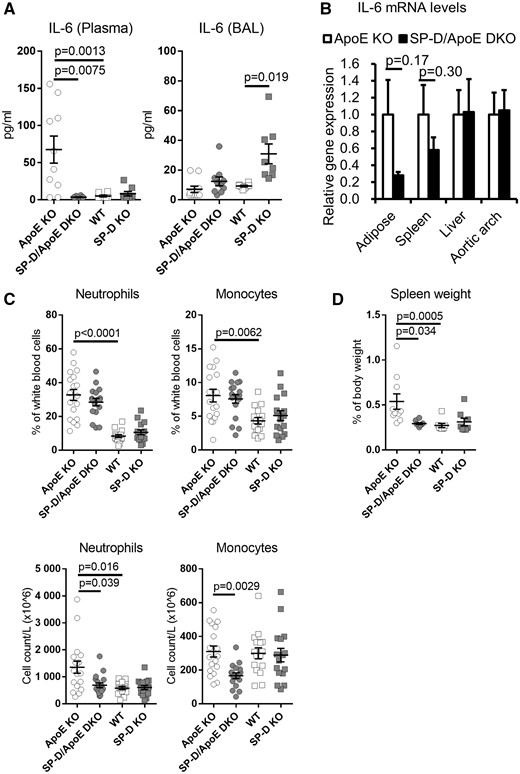 SP-D deficiency in ApoE KO mice decreases plasma IL-6 levels, blood monocyte and neutrophil counts, and spleen weight. (A) IL-6 levels in plasma and BAL. n = 8–10 for each group. (B) IL-6 mRNA expression in adipose tissue, spleen, liver, and aortic arch were quantified using real-time quantitative PCR. The expression of mRNA in SP-D/ApoE DKO mice was calculated relative to the housekeeping gene (B2M for adipose and liver, ACTB for spleen and aortic arch) and further normalized to the relative expression level in ApoE KO mice. n = 5 for each group. (C) Blood monocyte and neutrophil counts (% and absolute) by hematology analyser. n = 16–18 for each group. (D) Spleen weight. n = 8–10 for each group. Data represent mean ± SEM. P values were calculated using Mann–Whitney U test for two group comparisons, and Kruskal–Wallis test with Dunn’s multiple comparisons test for selected pairs (ApoE KO vs. WT, ApoE KO vs. SP-D/ApoE DKO, and WT vs. SP-D KO).