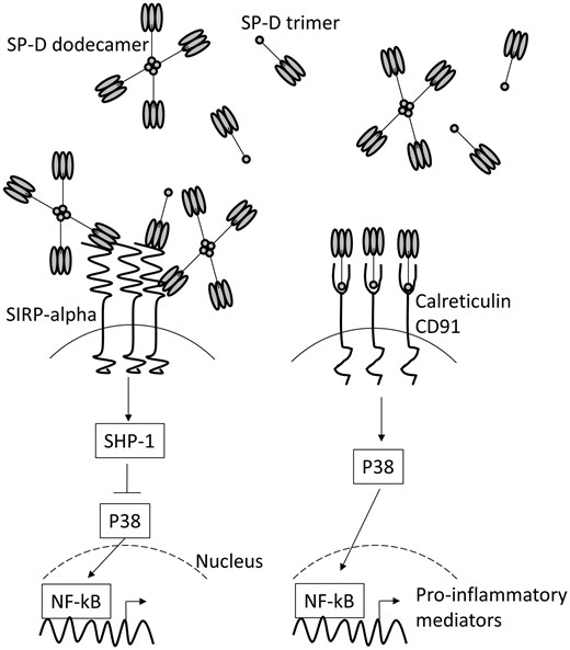 SP-D acts as dual function surveillance molecule to suppress or enhance inflammation. SP-D is composed of two regions, a globular head domain and a collagenous tail domain. It has been suggested that pro-inflammatory functions are mediated by the tail domains, via binding to CD91 and calreticulin and anti-inflammatory by the head domains, via binding to SIRP-alpha. The tail domains of SP-D dodecamers are hidden in the cruciform structure. Once the dodecamers break apart into the trimers, the tail domains become exposed.