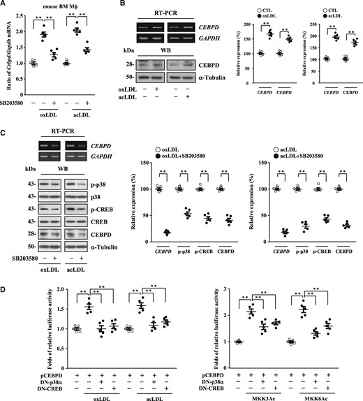 Modified LDL induces CEBPD expression via the p38MAPK/CREB signaling pathway in macrophages. (A) Following pre-treatment with or without p38MAPK inhibitor SB203580, mouse primary macrophages (2×105/mL) were then treated with or without oxLDL or acLDL (n=5). Total RNA was harvested for RT-qPCR assays. Statistical significance was determined using Kruskal-Wallis test followed by Dunn’s post-hoc test for multiple comparisons. (B) PMA-differentiated THP1 macrophages (2×105/mL) were treated with or without oxLDL or acLDL. Total RNA and whole cell lysates were harvested for RT-PCR assays and western blot analyses, respectively. One of five independent experiments is shown. Statistical significance was determined using Mann–Whitney test. (C) Following pre-treatment with or without SB203580, PMA-differentiated THP1 macrophages (2×105/mL) were then treated with oxLDL or acLDL. Total RNA and whole cell lysates were harvested for RT-PCR assays and western blot analyses, respectively. One of five independent experiments is shown. Statistical significance was determined using Mann–Whitney test. (D) THP-1 cells (1×106/mL) were co-transfected with CEBPD reporters (pCEBPD, −1000/+18) with or without dominant negative form of p38MAPK (DN-p38α) expression vectors or DN-CREB expression vectors. The transfectants were then treated with or without oxLDL or acLDL or co-transfected with or without constitutively active form of MKK3 (MKK3Ac) or MKK6 (MKK6Ac) expression vectors (n=5). The lysates of the transfected cells were harvested for luciferase assays. Statistical significance was determined using Kruskal–Wallis test followed by Dunn’s post-hoc test for multiple comparisons.