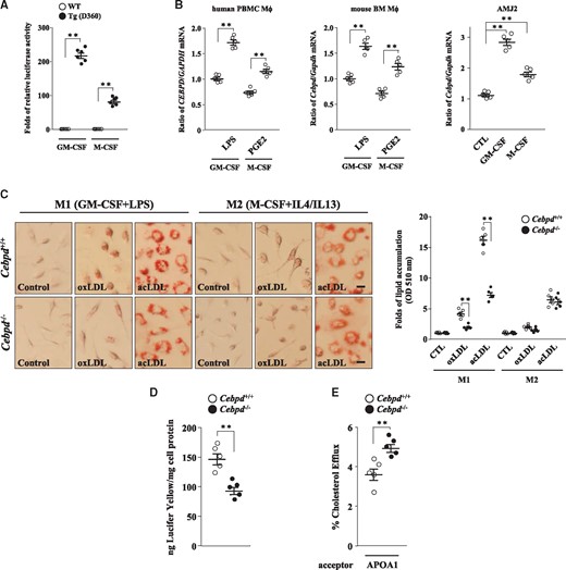 Activation of CEBPD contributes to lipid accumulation in M1 macrophages. (A) Monocytes (1×106/mL) were isolated from the bone marrow of WT and humanized CEBPD reporter mice and then differentiated using GM-CSF or M-CSF (n=6). Whole cell lysates were harvested for luciferase assays. Statistical significance was determined using Mann–Whitney test. (B) GMCSF- or MCSF-differentiated human PBMCs and mouse bone marrow macrophages (2×105/mL) were treated with or without LPS (100 ng/mL) or PGE2 (15 ng/mL), respectively. Mouse immortalized macrophage AMJ2 cells (2×105/mL) were treated with or without GM-CSF (50 ng/mL) or M-CSF (25 ng/mL). Total RNA was harvested for RT-qPCR assays. All experiments were repeated five times. Statistical significance was determined using Kruskal–Wallis test followed by Dunn’s post-hoc test for multiple comparisons. (C) Monocytes were isolated from the bone marrow of WT and Cebpd-/- mice and polarized into M1 or M2 macrophages. These macrophages (2×105/mL) were treated with or without oxLDL or acLDL for 3 days and then subjected to Oil Red O stainings. Images are representative of five independent experiments (scale bar: 5 µm). Statistical significance was determined using Mann–Whitney test. (D) Lucifer Yellow-dissolved medium was added to WT and Cebpd-/- M1 macrophages (2×105/mL) (n = 5). Statistical significance was determined using Mann–Whitney test. (E) Following labeling with medium containing oxLDL and BODIPY-cholesterol, WT and Cebpd-/- M1 macrophages (2×105/mL) were then treated with APOA1 which was used as a cholesterol acceptor (n = 5). Statistical significance was determined using Mann–Whitney test.