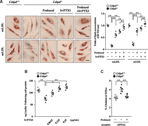 Ptx3 and Abca1 are involved in Cebpd deficiency-attenuated lipid accumulation in mouse M1 macrophages. (A) Monocytes were isolated from the bone marrow of WT and Cebpd-/- mice and then polarized into M1 macrophages. Cebpd-/- M1 macrophages were treated with or without ABCA1 inhibitor probucol, recombinant PTX3 protein bvPTX3 (0.125 µg/mL), or probucol combined with bvPTX3 (0.125 µg/mL). The macrophages (2×105/mL) were then treated with oxLDL or acLDL for 3 days and subjected to Oil Red O stainings. Images are representative of five independent experiments (scale bar: 5 µm). (B) WT and Cebpd-/- M1 macrophages (2×105/mL) were added with Lucifer Yellow-dissolved medium and treated with or without bvPTX3 at the indicated concentrations (n = 5). (C) Following labeling with medium containing oxLDL and BODIPY-cholesterol, WT and Cebpd-/- M1 macrophages (2×105/mL) were pre-treated with or without probucol. The macrophages were then treated with APOA1 which was used as a cholesterol acceptor (n = 5). Statistical significance was determined using Kruskal–Wallis test followed by Dunn’s post-hoc test for multiple comparisons.