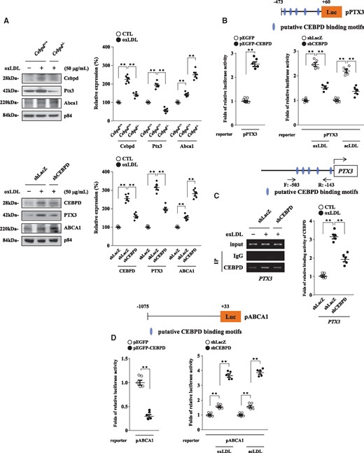CEBPD activates PTX3 gene transcription and represses ABCA1 gene transcription in M1 macrophages. (A) WT and Cebpd-/- M1 macrophages (2×105/mL) were treated with or without oxLDL. THP-1 cells were pre-infected with lentiviruses encoding shLacZ or shCEBPD and then differentiated into M1 macrophages. The macrophages (2×105/mL) were then also treated with or without oxLDL. Whole cell lysates were harvested for western blot analyses. All images are representative of five independent experiments. Statistical significance was determined using Kruskal–Wallis test followed by Dunn’s post-hoc test for multiple comparisons. (B) PTX3 reporters (pPTX3, −473/+60) were co-transfected with or without CEBPD expression vectors. THP-1 cells (1×106/mL) were pre-infected with lentiviruses encoding shLacZ or shCEBPD and then transfected with PTX3 reporters with or without oxLDL or acLDL (n=5). The lysates of the transfected cells were harvested for luciferase assays. Statistical significance was determined using Mann–Whitney test and Kruskal–Wallis test followed by Dunn’s post-hoc test for multiple comparisons. (C) THP-1 cells (1×106/mL) were pre-infected with lentiviruses encoding shLacZ or shCEBPD and then treated with or without oxLDL. As a positive control, PCR amplification was also performed using 1/20 of the input DNA from chromatin before the immunoprecipitation (IP) step. Chromatin was isolated from cells, and the IP step was performed using a CEBPD antibody. “−503/−143” indicates the PCR product following specific primer amplification using the purified template from the IP step. Images are representative of five independent experiments. Statistical significance was determined using Kruskal–Wallis test followed by Dunn’s post-hoc test for multiple comparisons. (D) The ABCA1 reporters (pABCA1, −1075/+33) were co-transfected with or without CEBPD expression vectors. THP-1 cells (1×106/mL) were pre-infected with lentiviruses encoding shLacZ or shCEBPD and then transfected with ABCA1 reporters with or without oxLDL or acLDL (n=5). The lysates of the transfected cells were harvested for luciferase assays. Statistical significance was determined using Mann–Whitney test and Kruskal–Wallis test followed by Dunn’s post-hoc test for multiple comparisons.