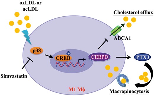 Mechanisms underlying the lipid accumulation in M1 macrophages. In response to modified LDL, the p38MAPK/CREB pathway contributes to CEBPD activation which promotes lipid accumulation in M1 macrophages. The underlying mechanisms involved in this process includes an increase in pentraxin 3 (PTX3)-mediated macropinocytosis of LDL and a reduction in ATP-binding cassette subfamily A member 1 (ABCA1)-mediated cholesterol efflux. Also, simvastatin (a HMG–CoA reductase inhibitor) suppresses CEBPD expression by inhibiting the p38MAPK/CREB pathway and attenuates lipid accumulation in M1 macrophages.