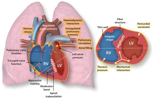 A conceptual summary of major challenges for imaging and modelling RV systolic function at rest. Two views of the heart are shown, loosely corresponding to an apical four-chamber long-axis view and a parasternal ventricular short-axis view. Haemodynamic interactions between the two ventricles are highlighted in red. Mechanical interactions between the two ventricles through their structural connections and the interventricular septum are highlighted in blue.