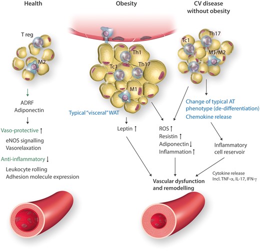 Triple functions of adipose tissue (VAT/pVAT) in health, obesity and in cardiovascular (CV) disease without obesity. AT compartments differ in characteristics of infiltrating immune cells, characteristics of adipocytes and adipokine profile. In health, protective adipokines and cytokines are important in maintaining vascular homeostasis. In obesity, enlarged adipocytes produce leptin and do not release adiponectin and enhance M1 macrophage accumulation in crown-like structures as well as T effector cells. In CVD without obesity macrophages are atypical, adipocytes are synthetic and create microenvironment for development of TLOs and immune cell activation.