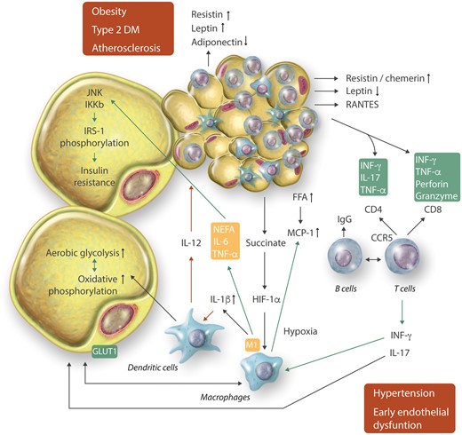 Interactions between adipocytes and immune cells at different stages of metabolic and cardiovascular disease. Interactions involve important immunometabolic regulation.