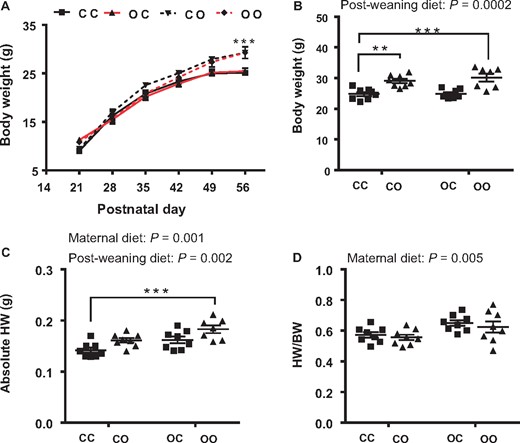 Exposure to maternal over-nutrition is sufficient to increase heart weight. (A) Offspring growth curve from weaning to 8 weeks (in red are groups exposed to maternal obesity); (B) body weight at 8 weeks of age; (C) absolute heart weight; (D) heart weight normalized to body weight. N = 7–8 male mice from different dams were used for each group. CC, mum fed chow, offspring fed chow; OC, mum fed obesogenic diet, offspring fed chow; CO, mum fed chow, offspring fed obesogenic diet; OO, mum fed obesogenic diet, offspring fed obesogenic diet. Two-way ANOVA followed by Dunnet’s post hoc test for multiple comparisons vs. CC was performed. *P < 0.05, **P < 0.01, ***P < 0.001.