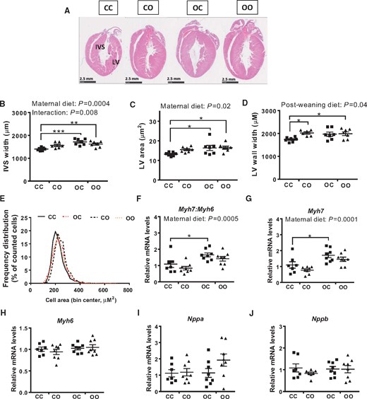 Exposure to maternal over-nutrition programmes pathological cardiac hypertrophy. (A) Representative H&E staining of mid-cardiac sections; (B) interventricular septum (IVS) width; (C) area of the left ventricle; (D) left ventricular (LV) wall width. N= 6–7 animals from independent litters for each dietary group. (E) Frequency distribution of cardiomyocytes cell area in the left ventricle of CC, OC, CO, and OO 8-week-old animals (in red are groups exposed to maternal obesity; n = 6/dietary group); (F–J) mRNA levels of cardiac hypertrophic markers Myh7: Myh6, Myh7, Myh6, Nppa, and Nppb (n = 7–8). CC, mum fed chow, offspring fed chow; OC, mum fed obesogenic diet, offspring fed chow; CO, mum fed chow, offspring fed obesogenic diet; OO, mum fed obesogenic diet, offspring fed obesogenic diet. Two-way ANOVA followed by Dunnett’s post hoc test for multiple comparisons vs. CC was performed. The overall effect of maternal diet and post-weaning diet is reported where significant in each panel. Significant vs. CC: *P < 0.05, **P < 0.01, ***P < 0.001.