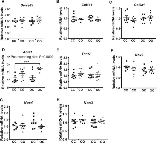 Maternal obesity only partially affects the expression of contractile and matrix remodelling genes in offspring hearts. Gene expression of collagen encoding for Serca2a (A), Col1a1 (B), Col3a1 (C), Acta1 (D), Tnnt2 (E), Nox2 (F), Nox4 (G), and Nos3 (H) in the cardiac tissue of the four experimental groups, expressed relative to CC group. CC, mum fed chow, offspring fed chow; OC, mum fed obesogenic diet, offspring fed chow; CO, mum fed chow, offspring fed obesogenic diet; OO, mum fed obesogenic diet, offspring fed obesogenic diet. Data are presented as means ± SEM (n = 7–8 from independent litters for each dietary group) and were analysed by two-way ANOVA and overall effect of post-weaning diet is reported where significant. Dunnett’s post hoc test for multiple comparisons test was then performed to evaluate significant differences to the CC group: ***P < 0.001.