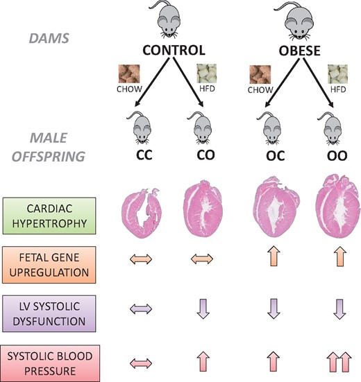 Schematic diagram of the findings of this study showing distinct programming mechanisms of hypertension and cardiac dysfunction by maternal diet-induced obesity.