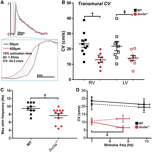 Transmural conduction differences between LV and RV. (A) Transmural CV was measured as the difference in activation time (time at 10% AP upstroke) between 450 and 50 µm below the epicardial surface. (B) Transmural CV in the RV (closed symbols) and LV (open symbols) at 7 Hz pacing frequency from WT (black squares, n = 10) and Scn5a+/− (red circles, n = 8) hearts. (C) Scatter plots showing the range of the fastest stable pacing frequency in WT (black squares, n = 10) and Scn5a+/− (red circles, n = 12) hearts. Stable pacing was defined as 1:1 capture on electrocardiogram records. (D) Change in transmural CV in the RV (closed symbols) and LV (open symbols) at baseline pacing frequency (7 Hz) and fastest stable pacing frequency, in WT (black squares, n = 9) and Scn5a+/− (red circles, n = 6) hearts. B *P < 0.05 and &P = 0.05, WT vs. Scn5a+/- (two-way ANOVA with Bonferroni multiple comparison’s post-test); C *P < 0.05, WT vs Scn5a+/− (unpaired Student’s t-test); D *P < 0.05, baseline vs. rapid pacing (paired Student’s t-test).