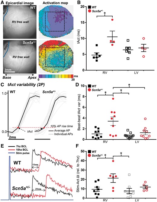 Ventricular spatial and temporal activation characteristics in Scn5a+/− mice. (A) Widefield (WF) epicardial activation maps obtained from the RV surface of WT (upper panel) and Scn5a+/− (lower panel) mouse hearts. Region of interest indicated by dashed black box. (B) Mean epicardial activation times (tAct) from WF images for each ventricle, in WT (black squares, n = 6) and Scn5a+/− (red circles, n = 4) hearts. (C) Individual traces of AP upstrokes from WT (left) and Scn5a+/− hearts (right) recorded using 2 P excitation, time matched to the electrical stimulus pulse. Black line indicates the temporally averaged AP resultant from individual traces. Measured tAct (time from stimulus to 10% of AP rise time) is indicated by a red dot. (D) Mean beat-to-beat AP activation variability (tAct var) for both ventricles, in WT (black squares, n = 9) and Scn5a+/− (red circles, n = 9) hearts. (E) Example 2 P line scan traces showing increased activation delay in the RV when pacing frequency is increased. (F) Difference in AP stimulus-activation delay (Stim-Act Δt) at highest stable pacing frequency relative to 7 Hz pacing. Panels B, D, and F *P < 0.05; comparisons made using two-way ANOVA with Bonferroni multiple comparisons post-test. RVOT; Right ventricular outflow tract.