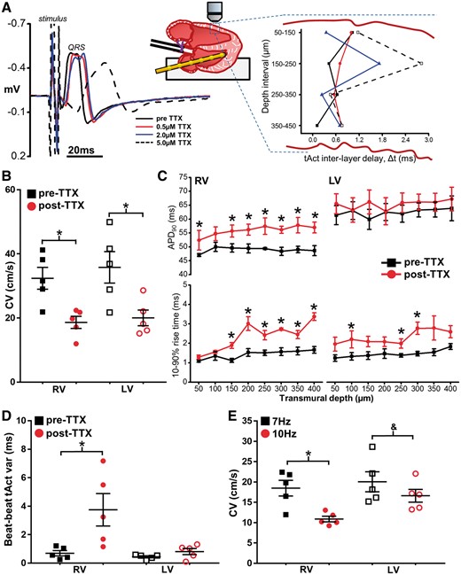 Specific Na channel blockade in isolated hearts from healthy young mice. (A) Acute blockade of Na channels in hearts from 12-week-old WT mice using TTX, resulted in a concentration-dependent prolongation of QRS duration on ECG (left panel) and an increase in inter-layer conduction delay heterogeneity (right panel). (B) RV and LV transmural CV before (pre-TTX) and after (post-TTX) perfusion of 2 µM TTX. (C) Transmural AP duration (top panels) and rise times (bottom panels) in each ventricle pre-TTX (black boxes) and post-TTX (red circles). (D) Mean beat-to-beat AP activation (tAct) variability in both ventricles pre-TTX and post-TTX perfusion. (E) CV in RV and LV post-TTX at two different stimulation frequencies. Panels B–E, n = 5. *P < 0.05, difference vs pre-TTX perfusion (B–D), or 7 Hz vs. 10 Hz (E); &P = 0.05, 7 Hz vs. 10 Hz (E). Repeated measures two-way ANOVA with Bonferroni multiple comparisons test for panels B–E.
