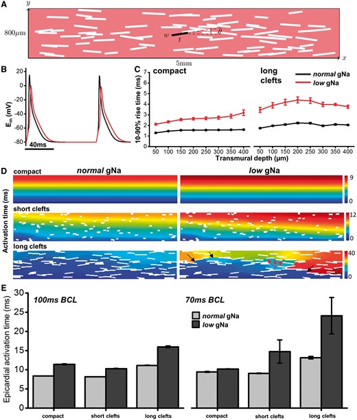 Computational modelling of electrical propagation with structural discontinuities and reduced Na-channel conductance. (A) Schematic of two-dimensional computational model incorporating randomly distributed non-conducting clefts with orientation described by θ. Cleft length was varied between ‘short’ and ‘long’ conditions. (B) APs generated from model with normal (black line) and low (red line) gNa. (C) AP rise times up to 400 µm from epicardial surface generated from the model under 100% (normal) and 50% (low) of regular gNa when tissue is compact (left panel) and in the long-cleft condition (right panel). (D) Colour maps of activation time in three different cleft conditions when gNa is normal (left panels) or low (right panels). Colour key shows activation time range in ms. Arrows in lower right panel indicate conduction slowing (red) and regions of conduction block (black). (E) Epicardial activation times for each cleft condition with normal (light grey) and low (dark grey) gNa are compared at 100 ms (left) and 70 ms (right) cycle lengths, indicating a sensitivity of low gNa to fast pacing rates in the presence of clefts. Bars indicate average activation time over 10 sequential tissue activations with mean ± standard deviation.