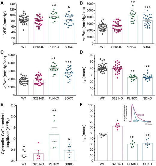 Mechanical and Ca2+ transients parameters under basal conditions in the intact heart of the different strains studied. (A) LVDP was significantly higher in PLNKO mice when compared with the other strains. (B and C) +dP/dt and relaxation rate (−dP/dt) were significantly increased in PLNKO and SDKO mice vs. S2814D and WT hearts. (D) PLNKO and SDKO mice also showed a shorter half relaxation time (t1/2). (E) Cytosolic Ca2+ transients at the epicardial layer of the intact heart were significantly higher in PLNKO mice when compared with the other strains. (F) Relaxation of Ca2+ transient was faster in PLNKO and SDKO, and slower in S2814D respect to WT hearts. Bars represent mean ± SEM. One-way ANOVA followed by Tukey’s post hoc test, was used to compare different groups *P < 0.05 vs. WT, #P < 0.05 vs. S2814D, and &P < 0.05 vs. SDKO. N = 16–33 hearts in the different groups for mechanical data and 5–6 hearts in the different groups for cytosolic Ca2+ data.