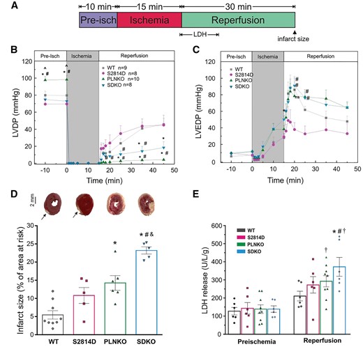 PLN ablation produces mechanical dysfunction and cardiac damage in S2814D hearts submitted to short-term I/R. (A) Experimental protocol. LDH indicates the time period of samples recollection for LDH measurements. Head arrow indicates the time point of infarct determination. (B and C) Mice with dual mutation (SDKO) had a slightly better mechanical recovery compared to PLNKO but both groups had a significantly greater deterioration with respect to WT and S2814D mice. (D and E) After short-term ischaemia, SDKO hearts have the larger infarct area and the highest LDH release in reperfusion, compared with the other groups. Of note, in S2814D infarct size and LDH release were not different from values in WT hearts. Arrows indicate the damaged area, mostly corresponding to the insertion of stimulation electrodes. One-way ANOVA followed by Tukey’s post hoc test, was used to compare different groups. A P-value <0.05 was considered significant. *P < 0.05 vs. WT mice, #P < 0.05 vs. S2814D, ^P < 0.05 vs. SDKO, &P < 0.05 vs. PLNKO, and †P < 0.05 vs. the corresponding pre-ischaemic values (Paired t-test). N = 5–9 hearts in the different groups.