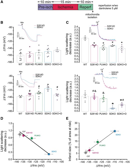 The enhanced cardiac damage of SDKO hearts is associated with mitochondrial dysfunction. (A) Experimental protocol. (B) Typical rhodamine fluorescence changes, expressed in arbitrary units (a.u.), in mitochondrial isolated from perfused (upper panel) and ischaemic-reperfused (lower panel) hearts of S2814D and SDKO hearts, and mean values of mitochondrial membrane potential (ΔΨm, mV) in all groups (WT, S2814D, PLNKO, and SDKO). (C) Typical traces of light scattering after the addition of 50 μM Ca2+ to mitochondrial samples isolated from perfused hearts (upper panel) and ischaemic-reperfused hearts (lower panel) of S2814D and SDKO hearts, and mean values of LSD in mitochondrial samples from all groups. (C) Correlation between LSD and ΔΨm. (D) Correlation between infarct size and ΔΨm. One-way ANOVA followed by Tukey’s post hoc test, was used to compare different groups. A P-value <0.05 was considered significant. *P < 0.05 vs. WT, #P < 0.05 vs. SDKO, and &P < 0.05 vs. SDKO + dantrolene. N = 5–9 hearts in the different groups.