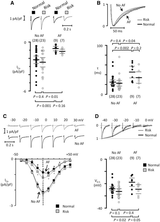 Risk variants at 4q25 do not modify the L-type calcium current in isolated human atrial myocytes. (A) ICa recordings from patients that had normal variants (black traces) or at least one risk variant (grey traces) in the absence of presence of AF. The mean ICa is shown below each trace. (B) Superimposed normalized ICa traces (top panel) and the fast time constant for ICa inactivation (bottom). (C) ICa recordings at different test potentials (top) in myocytes from patients carrying a risk variant, one of them with AF and one without AF (no AF). Current–voltage curves for each patient group (bottom). *indicates a significant difference between AF-patients and those with No AF. (D) ICa tracings recorded with different pre-potentials (top) in myocytes from patients without AF with a normal or a risk variant at 4q25. The voltage for half-maximal ICa inactivation is shown below. The number of patients is indicated for each data set in parentheses and P-values for comparisons are given above (in B) or below graphs (in A and D).