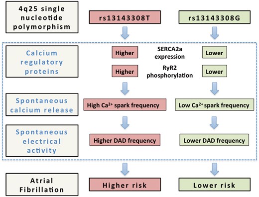 Alterations in the calcium homoeostasis that may confer a higher risk of atrial fibrillation to carriers of the 4q25 risk variant rs13143308T. Schematic outline of the mechanisms identified in the present study (blue rectangle) that may contribute to increase the risk of atrial fibrillation in carriers of the rs13143308T risk variant. Briefly, carriers of this variant present higher SERCA2a expression and RyR2 phosphorylation at ser2808 than carriers of the normal rs13143308G variant, which may account for the higher spark frequency in myocytes from patients with the risk variant. The higher incidence of spontaneous calcium release, in turn, will stimulate electrogenic Na+-Ca2+ exchange, giving rise to the higher incidence of ITI currents in carriers of the risk variant, and hence increase the frequency of DADs large enough to trigger spontaneous atrial electrical activity and induce atrial fibrillation.