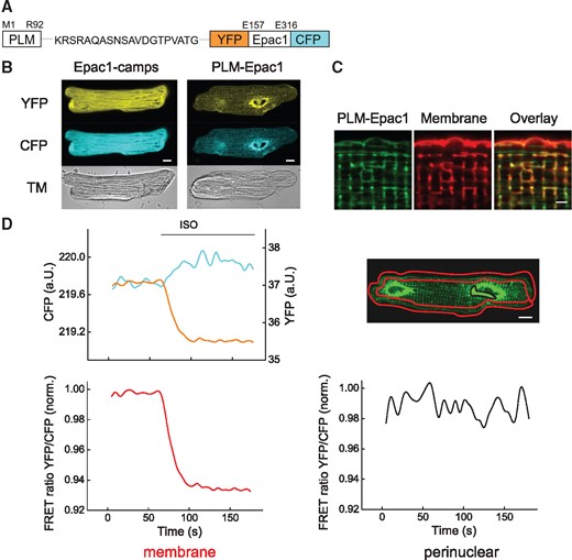 Generation of a targeted PLM-Epac1 biosensor. (A) Schematic representation of the PLM-Epac1 sensor construct that includes full-length phospholemman (PLM) fused via a flexible linker to the parental cytosolic cAMP biosensor Epac1-camps comprised of the cAMP-binding domain sandwiched between enhanced yellow fluorescent protein (YFP) and enhanced cyan fluorescent protein (CFP). (B) Representative confocal images of adult rat ventricular myocytes (ARVMs) transduced with adenoviral constructs to express Epac1-camps or PLM-Epac1. Fluorescence in YFP and CFP channels reveals sarcolemmal and partially striated intracellular membrane localization pattern for PLM-Epac1, as compared to the cytosolic Epac1-camps. See Supplementary material online, Figure S3 for autofluorescence image. (C) Representative confocal image (n = 10) showing live cell membrane staining of PLM-Epac1 expressing ARVM. Scale bar 2 µm. (D) Representative FRET recording (n = 10) of a PLM-Epac1 expressing ARVM stimulated with the β-adrenergic agonist isoproterenol (ISO 100 nmol/L). Left, YFP, and CFP intensities measured in a red-marked membrane region of interest to exclude strongly fluorescent perinuclear overexpression show concomitant changes, indicative of a decreasing YFP/CFP FRET ratio (here normalized to the basal ratio values) which represents an increase of local cAMP levels upon ISO treatment. In contrast, no detectable FRET change could be observed in perinuclear location (marked black) with sensor overexpression (right). Scale bars 10 µm. TM, transmission image.