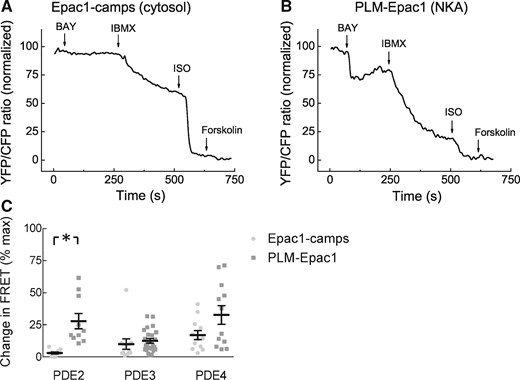 PDE contributions to cAMP hydrolysis under basal conditions. Representative FRET traces recorded in ARVMs expressing either cytosolic (A) or NKA/PLM microdomain specific (B) biosensor upon PDE2 inhibition with 100 nmol/L BAY 60-7550, followed by 100 µmol/L of the unselective PDE inhibitor IBMX and by 100 nmol/L ISO and 10 µmol/L forskolin to achieve maximal stimulation. (C) Quantification of the FRET ratio change induced by the specific PDE inhibitors (10 µmol/L cilostamide for PDE3 and 10 µmol/L rolipram for PDE4 were used, respectively) related to the maximum stimulation uncovered PDE2 as the PDE family crucial for confining the PLM/NKA compartment from the bulk cytosol at basal state. Means ± SE, number of cells (n), and hearts (N) per condition were as follows—n/N = 10/4 and n/N = 10/4 for PDE2, n/N = 12/4 and n/N = 24/6 for PDE3, and n/N = 12/5 and n/N = 12/5 for PDE4, respectively. *—significant differences, P < 0.05 by Mann–Whitney U test. P < 0.05 by mixed ANOVA followed by Wald χ2-test. n.s., not significant.