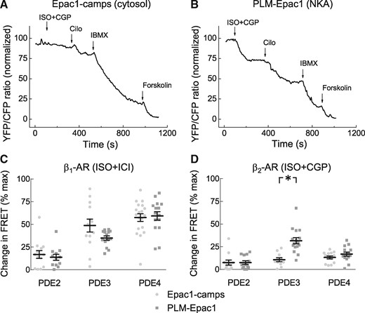 PDE regulation of cytosolic and local cAMP levels under subtype specific β-AR stimulations. Representative FRET ratio traces for Epac1-camps (A) and PLM-Epac1 (B) expressing ARVMs recorded during selective β2-AR stimulation with 100 nmol/L ISO plus 50 nmol/L CGP20712A followed by the PDE3 inhibitor cilostamide (Cilo, 10 µmol/L) and the unselective PDE inhibitor IBMX (100 µmol/L). Forskolin (10 µmol/L) was used to fully stimulate the sensors. (C) Quantification of the PDE inhibitor responses in cells with prestimulated β1-AR. 100 nmol/L BAY 60-7550 and 10 µmol/L rolipram were used to inhibit PDE2 and PDE4, respectively. Shown are means ± SE, number of cells (n), and hearts (N) per condition were as follows—n/N = 13/4 and n/N = 14/5 for PDE2, n/N = 13/4 and n/N = 16/5 for PDE3, and n/N = 19/3 and n/N = 15/9 for PDE4, respectively. (D) Quantification of the PDE inhibitor responses in cells with prestimulated β2-AR. Means ± SE, number of cells (n), and hearts (N) per condition were as follows—n/N = 12/4 and n/N = 13/4 for PDE2, n/N = 11/4 and n/N = 16/4 for PDE3, and n/N = 13/4 and n/N = 14/4 for PDE4, respectively. *—significant differences, P < 0.05 by mixed ANOVA followed by Wald χ2-test. P 0.05 by the same test. n.s., not significant.