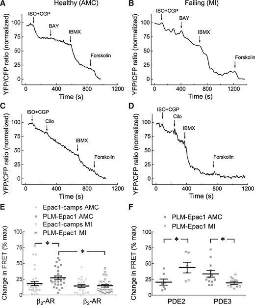 Changes in local cAMP dynamics at PLM in heart failure. (A–D) Representative FRET traces for ARVMs isolated from either age-matched controls (AMC) or from rats with chronic heart failure 16 weeks after MI and transduced to express PLM-Epac1 sensor. Cells were first stimulated with 100 nmol/L ISO plus 100 nmol/L CGP20712A to activate β2-AR followed by the PDE2 and PDE3 inhibitors and forskolin. (E) β2-AR stimulation shows a significantly attenuated cAMP response in the microdomain, indicating a loss of β2-AR/cAMP compartmentation. Data from cells expressing the cytosolic sensor Epac1-camps are also provided for comparison. Shown are means ± SE, number of cells (n), and hearts (N) per condition were as follows—n/N = 27/4 and n/N = 26/4 for AMC, and n/N = 23/4 and n/N = 27/4 for MI groups, respectively. (F) Data analysis for the experiments shown in A–D. In heart failure, there is a pronounced increase in local PDE2 and a decrease in local PDE3 inhibitor effects. Compound concentrations were as in Figure 4. Means ± SE, number of cells (n), and hearts (N) per condition were as follows—n/N = 7/4 and n/N = 6/3 for PDE2, and n/N = 12/4 and n/N = 9/3 for PDE3, respectively. *—significant differences, P < 0.05 by mixed ANOVA followed by Wald χ2-test.