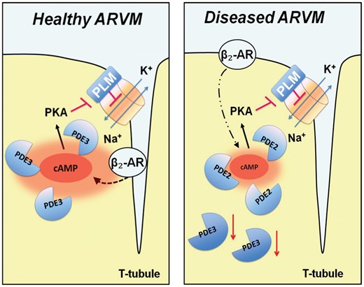 Schematics depicting local regulation of cAMP in the NKA/PLM microdomain and its changes in heart failure. In healthy ARVMs, NKA/PLM is in close functional proximity to the β2-AR and PDE3. In disease, receptor and PDE redistribution disrupts the proper β2-AR signalling to cAMP/PKA/PLM. Local increase of PDE2 mediated effects and a decrease of PDE3 co-localization with the microdomain can be detected in disease.