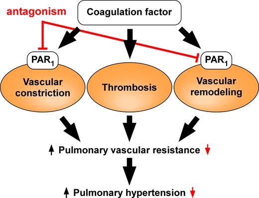 Graphical Abstract