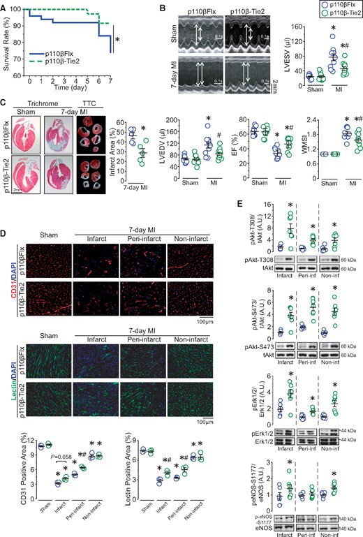 Inactivation of endothelial p110β protects the heart against MI by preserving vasculatures and increasing Akt activity in the ischaemic areas. (A) Kaplan–Meier survival curve of p110β-Tie2 and p110βFlx mice following MI surgery. *P < 0.05, n = 36–50 mice/group (log-rank test). (B) Echocardiographic images showing ventricular morphology and analysis of left ventricular end-systolic and end-diastolic volume (LVESV and LVEDV), ejection fraction (EF), and wall motion score index (WMSI). *P < 0.05 vs. sham, #P < 0.05 vs. p110βFlx, n = 10 mice/group (one-way ANOVA). (C) Infarct size analysis from TTC-stained sections and representative images of trichrome histological staining of hearts. *P < 0.05 vs. p110βFlx, n = 5 mice/group (t-test). (D) Immunofluorescence analysis of EC marker-CD31 (red) and EC marker-lectin (green) via in vivo perfusion method on p110β-Tie2 and p110βFlx hearts, with quantification of percentage of fluorescence positive area in different areas. *P < 0.05 vs. sham, #P < 0.05 vs. p110βFlx, n = 3 mice/group (one-way ANOVA). (E) Western blot analysis of Akt, Erk1/2, and NOS protein levels in the infarct, peri-infarct, and non-infarct areas from 7-day post-MI hearts. *P < 0.05 vs. p110βFlx, n = 6–7 mice/group (t-test).