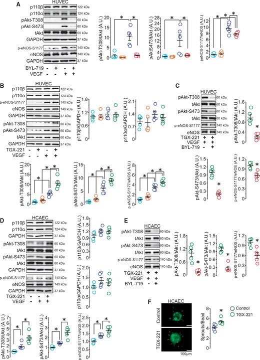 Inhibition of p110β in ECs elevates VEGF-stimulated PI3Kα/Akt/eNOS signalling, promoting angiogenesis. (A) Western blot analysis of p110β, p110α, GAPDH, Akt, and eNOS in BYL-719-treated HUVEC lysates. *P < 0.05, n = 5 independent experiments (one-way ANOVA). (B) Western blots demonstrating the effect of VEGF on p110β, p110α, GAPDH, Akt, and eNOS protein levels in TGX-221-treated HUVECs. *P < 0.05, n = 5 independent experiments (one-way ANOVA). (C) Western blot analysis of Akt and eNOS in TGX-221-treated HUVECs with and without BYL-719. *P < 0.05, n = 5 independent experiments (t-test). (D) Western blot analysis of p110β, p110α, GAPDH, Akt, and eNOS in HCAECs. *P < 0.05, n = 5 independent experiments (one-way ANOVA). (E) Western blot analysis of Akt and eNOS in TGX-221-treated HCAECs with and without BYL-719. *P < 0.05, n = 5 independent experiments (t-test). (F) Representative beads and quantification of sprout number in control and TGX-221-treated HCAECs. *P < 0.05, n = 5 independent experiments (t-test).