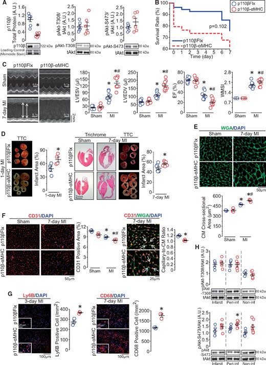 CM-specific inactivation of p110β exacerbates cardiac dysfunction after MI, resulting in adverse ventricular remodelling. (A) Western blot analysis of p110β and Akt levels in p110β-αMHC and p110βFlx left ventricular lysates. *P < 0.05, n = 6–7 mice/group (t-test). (B) Kaplan–Meier survival analysis in post-MI p110β-αMHC and control mice, n = 34–54 mice/group (log-rank test). (C) Echocardiographic images showing left ventricular morphology and functional analysis of left ventricular end-systolic and end-diastolic volume (LVESV and LVEDV), ejection fraction (EF), and wall motion score index (WMSI). *P < 0.05 vs. sham, #P < 0.05 vs. p110βFlx, n = 9–10 mice/group (one-way ANOVA). (D) Trichrome histological-stained images and TTC-stained images and infarct size quantification on post-MI hearts. *P < 0.05, n = 4–7 mice/group (t-test). (E) Wheat Germ Agglutinin (WGA, green) immunofluorescence staining outlining CM size. *P < 0.05 vs. sham, #P < 0.05 vs. p110βFlx, n = 3 mice/group (one-way ANOVA). (F) Vascular density and capillary-to-CM ratio testing by CD31 (red) and WGA (green) immunofluorescence staining on post-surgery hearts. *P < 0.05 vs. sham/indicated group, #P < 0.05 vs. p110βFlx, n = 3 mice/group (one-way ANOVA or t-test). (G) Neutrophils identified by Ly6B (red, left panels) and macrophages marked by CD68 (red, right panels) immunofluorescence staining on post-MI hearts. *P < 0.05, n = 3 mice/group (t-test). (H) Western blot analysis of Akt protein level in 7-day post-MI hearts. *P < 0.05 vs. p110βFlx, n = 5–7 mice/group (t-test).