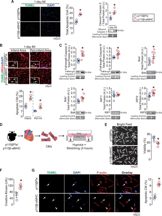 Inactivation of CM-p110β sensitizes CMs to cell death by increasing pro-cell death proteins expression, leading to increased post-MI cell death. (A) Terminal deoxynucleotidyl transferase-mediated dUTP nick-end labelling (TUNEL, green) and DAPI (blue) immunofluorescence analysis for apoptotic cells (n = 3 mice/group) and western blot analysis for cleaved caspase 3 (n = 4 mice/group) on 1-day post-MI hearts. *P < 0.05 (t-test). (B) Combined wheat Germ Agglutinin (WGA, red), TUNEL, and DAPI immunofluorescence staining to highlight apoptotic CMs. *P < 0.05, n = 3 mice/group (t-test). (C) Western blot analysis for baseline protein levels of full-length caspase 3, full-length caspase 8, Bax, Bak, RIP1, and RIP3 in left ventricular lysates from p110β-αMHC and control mice. *P < 0.05, n = 6–7 mice/group (t-test). (D) Study design for isolated adult CM stretching under hypoxic condition for 3 h, n = 3–4 experiments/group (two hearts/experiment). (E) Representative bright field images and cell viability evaluation after stretching. *P < 0.05 (t-test). (F) Evaluation of creatine kinase level in the media from cultured CMs. *P < 0.05 (t-test). (G) TUNEL staining for apoptotic CMs (green) with F-actin (red) staining. *P < 0.05 (t-test).