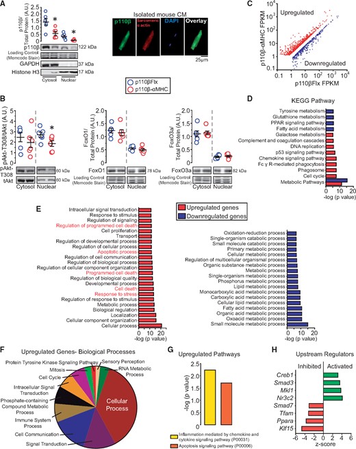 p110β is expressed in CM nuclei and CM-p110β inactivation alters gene expression in the heart. (A) Nuclear fractionation analysis for p110β, GAPDH, and Histone H3 in p110β-αMHC and p110βFlx left ventricular lysates and immunofluorescence images of p110β (green) and sarcomeric α actin (red) on isolated murine CMs. *P < 0.05, n = 6 mice/group (t-test). (B) Fractionation analysis for Akt, FoxO1, and FoxO3a in p110β-αMHC and p110βFlx left ventricular lysates. *P < 0.05, n = 6 mice/group (t-test). (C) Scatterplot of significantly differentially-expressed genes after RNA-seq analysis on p110β-αMHC and p110βFlx left ventricles, n = 3 mice/group. (D) KEGG pathway enrichment analysis of RNA-seq results for significantly altered genes. (E) WebGestalt enrichment analysis for disrupted pathways on significantly up-regulated and down-regulated genes in biological processes. (F) Panther GO analysis showing subcategories of differential gene expression in biological processes. (G) Significantly altered signalling pathways identified by Panther signal transduction pathways analysis. (H) Potentially altered upstream transcription factors identified by Ingenuity Pathway Analysis.