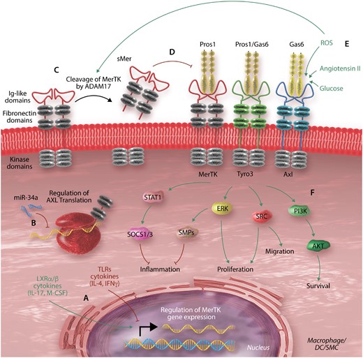 Molecular regulation of the TAM receptors. The expression and activity of the TAM receptors is controlled by various factors at the transcriptional, post-transcriptional, and protein levels. (A) TAM receptor gene transcription can be up- or down-regulated by various factors, including cytokines. The figure shows mediators that specifically regulate MerTK transcription; the other TAM receptors are regulated by other mediators.43,44,46–48 (B) Post-transcriptional regulation by micro-RNAs such as miR-34a inhibition of Axl expression.50 (C) At the protein level, TAM receptors are rendered dysfunctional by cleavage of their extracellular domain by metalloprotease ADAM17.52,53 This process which can be driven by other environmental factors such as reactive oxygen species (ROS).53,55,56 (D) The soluble byproduct released may act as a decoy for the receptor ligands, thus inhibiting TAM receptor activity.57 (E) Activation of the receptors can also be enhanced by various environmental factors.58–60 (F) Activation of the TAM receptors subsequently induces various molecular pathways affecting cell function.16,60–62