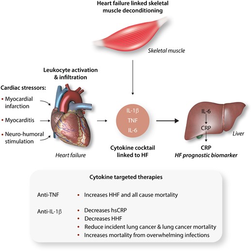 The roles of cytokines in heart failure. Cardiac stressors that initiate and exacerbate cardiac dysfunction evoke leucocyte activation in the heart with cytokine production and release. The associated skeletal muscle deconditioning up-regulates the same cytokines, albeit to a lesser extent. TNF and IL-1β, through IL-6 promote CRP production in the liver. The release of this acute phase reactant appears to be a composite biomarker of the inflammatory cascade activated by heart failure and its levels predict outcome. The inset shows the targeting of cytokines with mixed effects. HF, heart failure; HHF, hospitalization from HF; hsCRP, highly sensitive C-reactive protein.