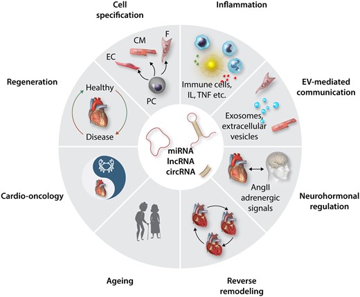 Overview of diverse cardiac processes which underlie ncRNA control. Recent research identified a number of ncRNAs including miRs, lncRNAs, and circRNAs in the depicted physiological and pathological processes which are subject of ongoing research in the ESC Working Groups of Myocardial Function and Cellular Biology of the Heart and which will be highlighted in the subsequent chapters. PC, progenitor cells; EC, endothelial cells; CM, cardiomyocytes; F, Fibroblasts; IL, interleukins; TNF, tumour necrosis factors; EV, extra-cellular vesicles; AngII, AngiotensinII.