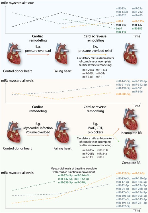 miRs in cardiac (reverse) remodelling. The left side of the figure represents the changes in miRs levels during ventricular remodelling induced by several pathologies, such as aortic valve stenosis, myocardial infarction, and volume overload. The right side depicts changes in miRs levels during reverse remodelling triggered by interventions such as aortic valve replacement, left ventricle assist devices (LVAD) implantation, cardiac re-synchronization therapy (CRT), or treatment with β-blocker. These changes depend on the extent of myocardial reverse remodelling. Myocardial recovery is considered when RR leads to a total normalization of cardiac function and structure.