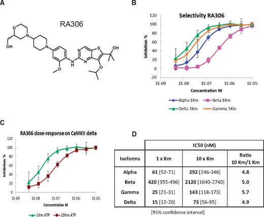 RA306 enzymatic activity. (A) Chemical structure of RA306. (B) Dose-response effect of RA306 at 1× Km ATP for CaMKII delta (green), gamma (orange), alpha (blue), and beta (pink) isoforms. (C) Dose-response effect of RA306 on CaMKII delta at 30 µM ATP (purple) and 300 µM ATP (green) corresponding to 1× and 10× Km. Data are represented as means ± SD in B and C (N = 6 experiments). (D) Table of RA306 IC50 estimated for each CaMKII isoform at 1× and 10× Km ATP.