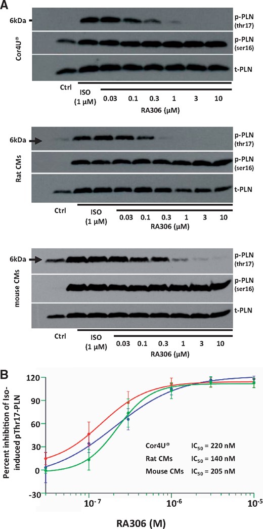 Effect of RA306 on Thr17-PLN phosphorylation in cardiomyocytes. (A) Representative western blots obtained in human iPS-derived cardiomyocytes (Cor4U®, upper panel), adult rat cardiomyocytes (middle panel), and mouse cardiomyocytes (lower panel). (B) Concentration-response curves of RA306 obtained after densitometric integration of each band followed by normalization to total-PLN. Results are expressed as percent inhibition of isoproterenol-induced Thr17-PLN and Ser16-PLN phosphorylation. IC50 were estimated with SAS 9.2 using a four-parameter logistic model. N = 5 experiments in Cor4U®, rat cardiomyocytes, and mouse cardiomyocytes.
