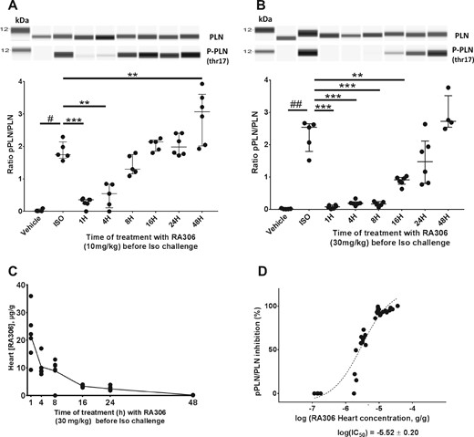 Cardiac pharmacodynamics effects of RA306 following oral delivery. Quantification of pThr17/Total PLN ratio by simple western on heart lysates from control mice, mice challenged by iv isoproterenol injection, or mice treated by 10 mg/kg (A) or 30 mg/kg (B) of RA306 administered orally at different time points before isoproterenol challenge. Representative lane views of simple western and quantification of pThr17/Total-PLN ratio with individual values (n = 4–7 per group), medians and interquartile ranges are shown. #P < 0.05; ##P<0.01: P-value obtained using a Wilcoxon test. **P < 0.01; ***P < 0.001: P-value obtained using the post hoc Wilcoxon analyses with Bonferroni–Holm adjustment for multiplicity after a Kruskall–Wallis test. (C) Cardiac concentrations of RA306 in mice corresponding to B. (D) Dose-response curve between cardiac concentration of RA306 and percentage inhibition of pThr17/total-PLN ratio. Full concentration-response curve was fitted using a logistic equation and IC50 estimated with SAS 9.2.