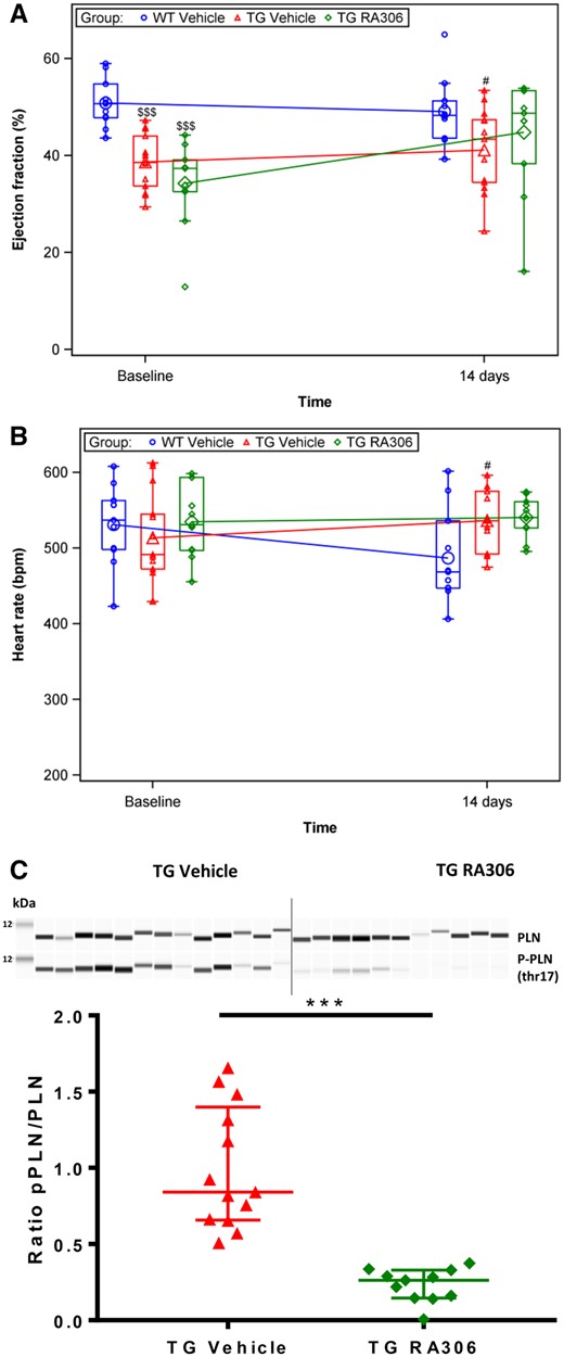 RA306 activity in alpha-actin TG mice (30 mg/kg twice a day, 2 weeks). Assessment of ejection fraction (A) and heart rate (B) by echocardiography performed in anaesthetized C57BL6 mice or alpha-actin TG mice before and after treatment with RA306 given by oral gavage at 30 mg/kg twice a day or its corresponding vehicle (Captisol 10% in water) for 14 days. Blue circle: vehicle administered to WT mice (n = 11), red triangle: vehicle administered to TG mice (n = 13), green diamond: RA306 administered to TG mice (n = 11). (C) Quantification of pThr17/total-PLN by Sally Sue technology in freeze-clamped heart samples from TG mice collected on day 14. Red triangle: vehicle-treated mice (n = 13), green diamond: RA306 treated mice (n=11). $$$P < 0.001: P-value to compare WT vs. TG groups at baseline were obtained using an ANOVA. #P < 0.05: P-value to compare WT vs. TG-vehicle group post-treatment was obtained using an ANOVA. ***P < 0.001: P-value to compare TG-vehicle to TG-RA306 groups post-treatment was obtained using an ANOVA (A and B) or Wilcoxon test (C). Individual values (small symbols), means (large symbols), and medians (Q1–Q3) (boxes) are reported in A and B. Individual values and medians (Q1–Q3) are shown in C.