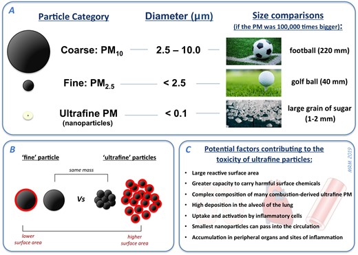 Different size categories of PM in air pollution. (A) PM10 and PM2.5 are routinely measured in the environment for monitoring and regulation of air pollution. Ultrafine PM (or nanoparticles: diameter <100 nm) comprise a proportion of urban PM10 and PM2.5, but due to the low mass of ultrafine PM it is not adequately accounted for by these larger PM metrics. (B) Ultrafine PM has a substantially higher surface area (red highlights) than an equivalent mass of fine PM. (C) The small size, and unique physicochemical properties, of ultrafine PM in urban environments/vehicle exhaust, engenders these particles with a higher potential to cause toxicity.