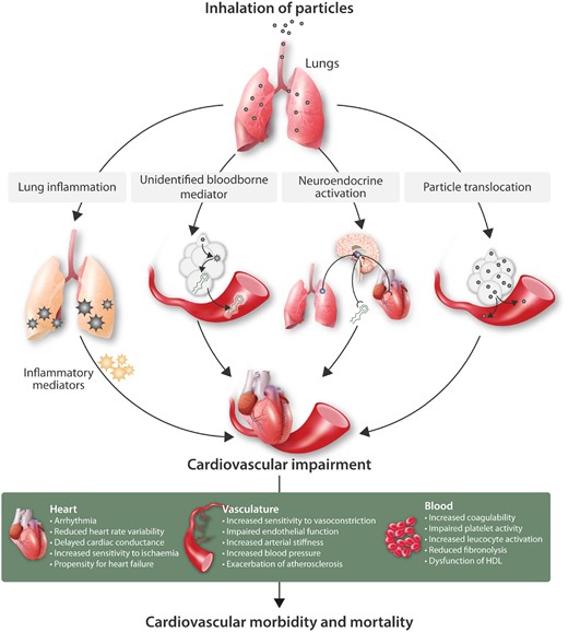 Biological mechanisms linking inhaled particles to cardiovascular morbidity and mortality. Several hypotheses have been proposed for the means by which inhaled particles have actions on the cardiovascular system. These include: the passage of biological mediators (e.g. not only inflammatory mediators but also unidentified mediators that are not traditional cytokines) from the lung into the circulation; activation of alveoli sensory receptors leading to triggering of neural afferents which can alter the activity of the autonomic nervous system or release of endocrine molecules; direct passage of particles (or chemicals eluting from particles) into the circulation to directly impair cardiovascular function. We emphasize that there is considerable interplay between the four pathways shown, with inflammation and oxidative stress, in particular, having the capacity to amply different stages of each pathways. The diagram also highlights that urban PM exerts many pathophysiological changes on different aspects of the cardiovascular system that ultimately increases cardiovascular morbidity and mortality.