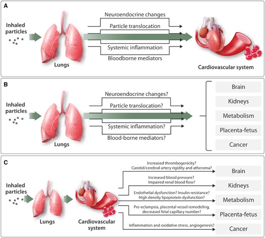 Biological mechanisms by which inhaled particles can impair the cardiovascular system and affect other organs in the body. (A) Several mechanisms have the potential to account for the ability of inhaled particles to induce cardiovascular actions: Inhaled particles stimulate sensory receptors in the lung, leading to changes in neural activity and endocrine release; small nanoparticles may pass (‘translocate’) into the circulation and directly act on the cardiovascular system; Induction of lung inflammation may result in a ‘spill-over’ of inflammatory mediators into the systemic circulation; other, as-yet unidentified, blood-borne mediators may drive the cardiovascular effects of inhaled particles. (B) The mechanisms proposed to account for the cardiovascular actions of inhaled particles could also be responsible for a range of effects in other organs of the body. (C) Various impairments in cardiovascular function could also indirectly contribute to the action of inhaled particles in other organs of the body.