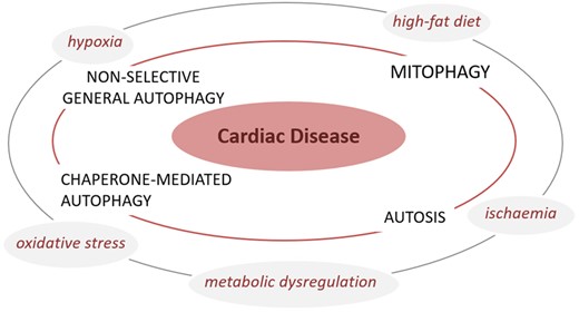 Autophagy and CD. Different stressors such as ischaemia, hypoxia, oxidative stress, and metabolic dysregulation are known to affect non-selective general autophagy, mitophagy, chaperone-mediated autophagy and autosis, which in turn will adversely impact cardiac function to cause CD. Model depicts a converging paradigm wherein loss or exacerbation of distinct forms of autophagy results in the development of CD.
